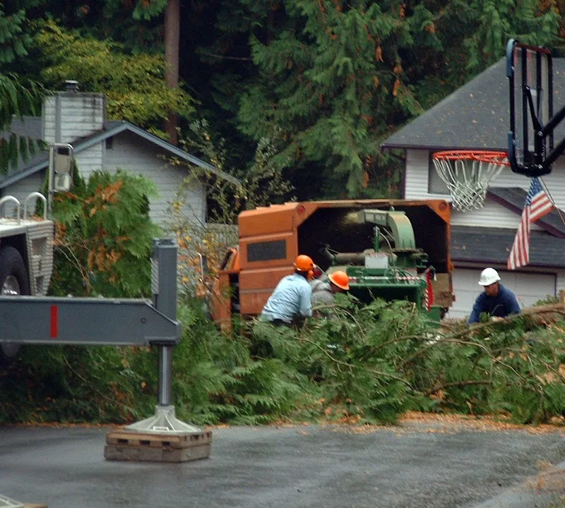 AMERICAN TREE LTD