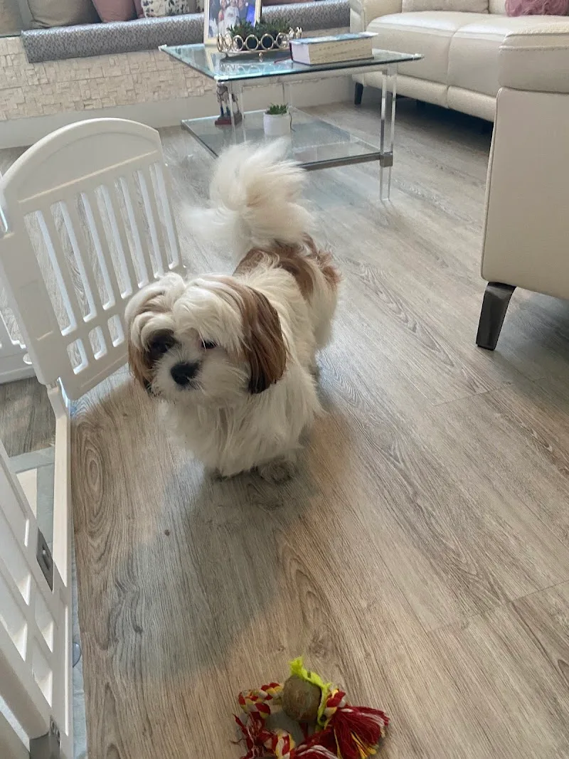 Amore Pet Grooming Inc