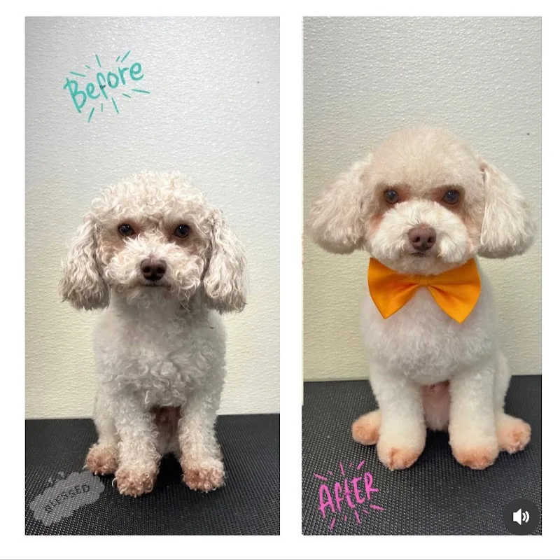 Blessed Pet Shop LLC
