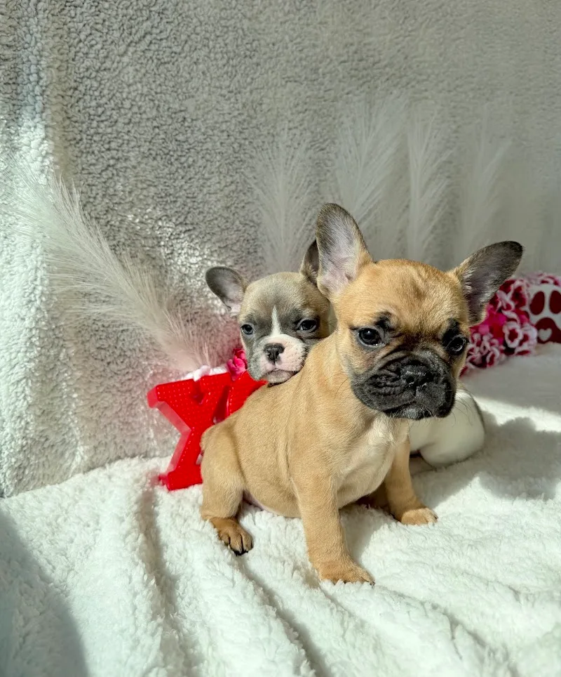 Boogies Pups