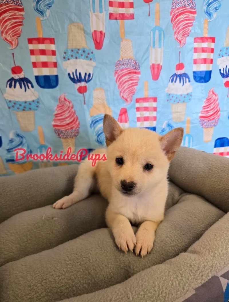 Brookside Pups - Wilksbarre