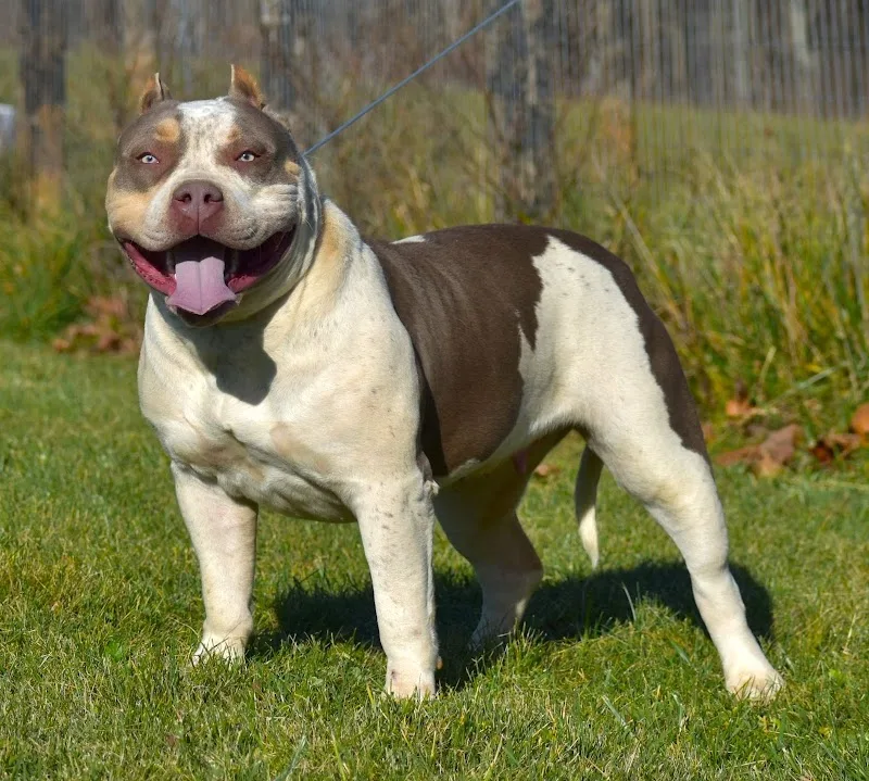Bully Ridge Kennels LLC (SP)