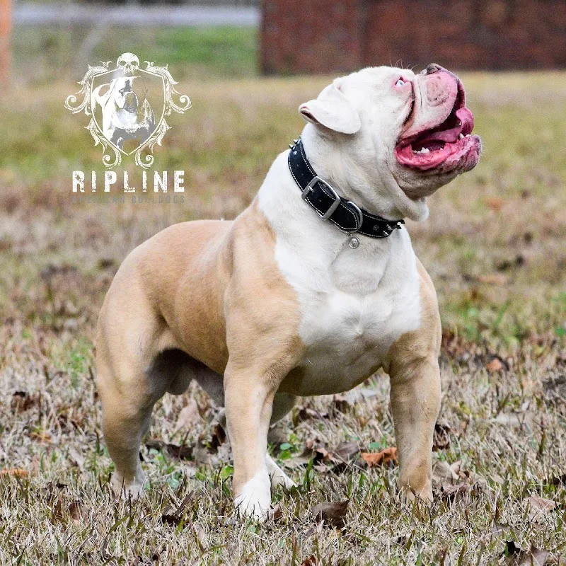 Creole Bulldogs LLC (TF)