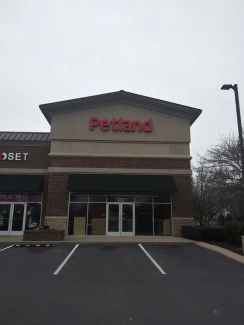 Dream Home Puppies LLC