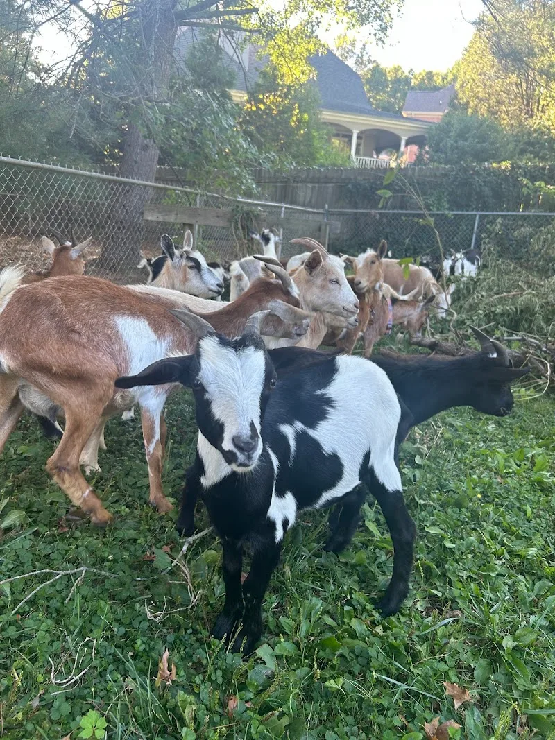 Gils Funny Farm Exotic (TF)
