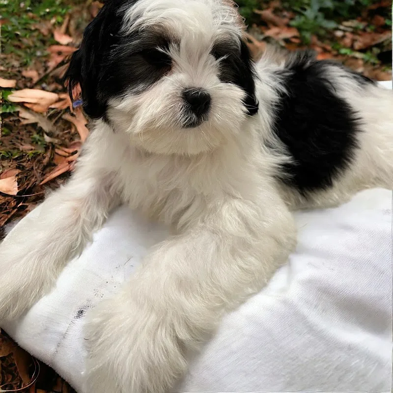 Lilac City Puppies