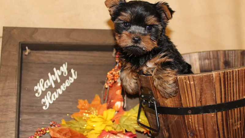 Middle Creek Yorkies (TF)
