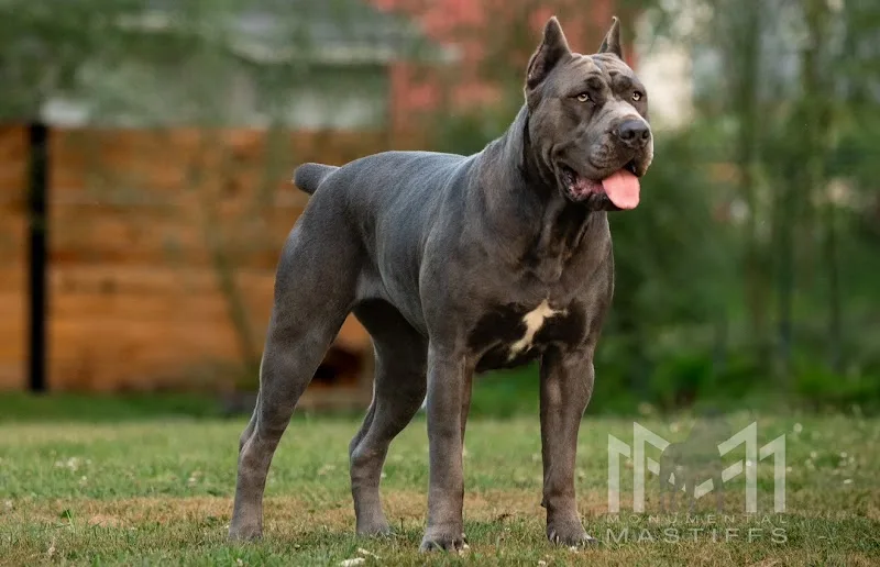 Monumental Mastiffs LLC (TF)