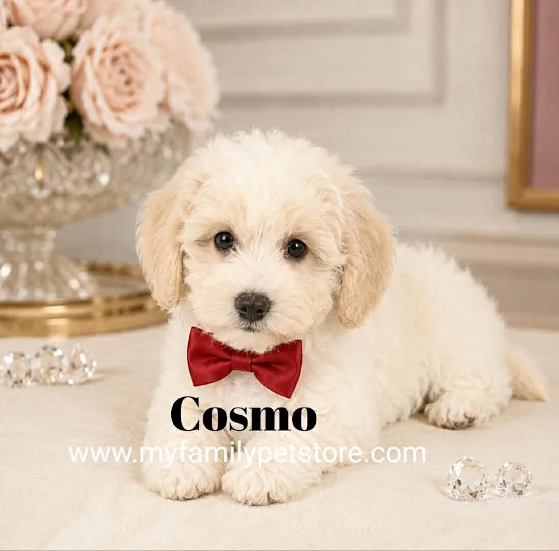 My Family Pet