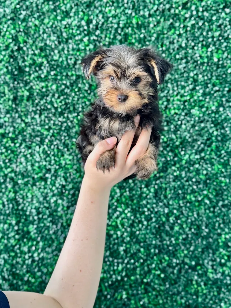 Ninety Eight Pups LLC