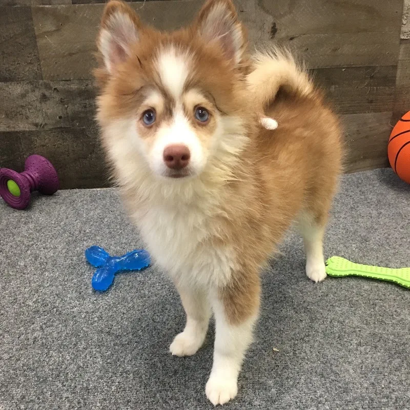 Novi Family Pets LLC