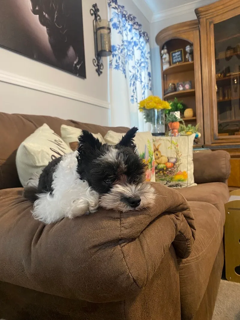 Paws JJBCR LLC