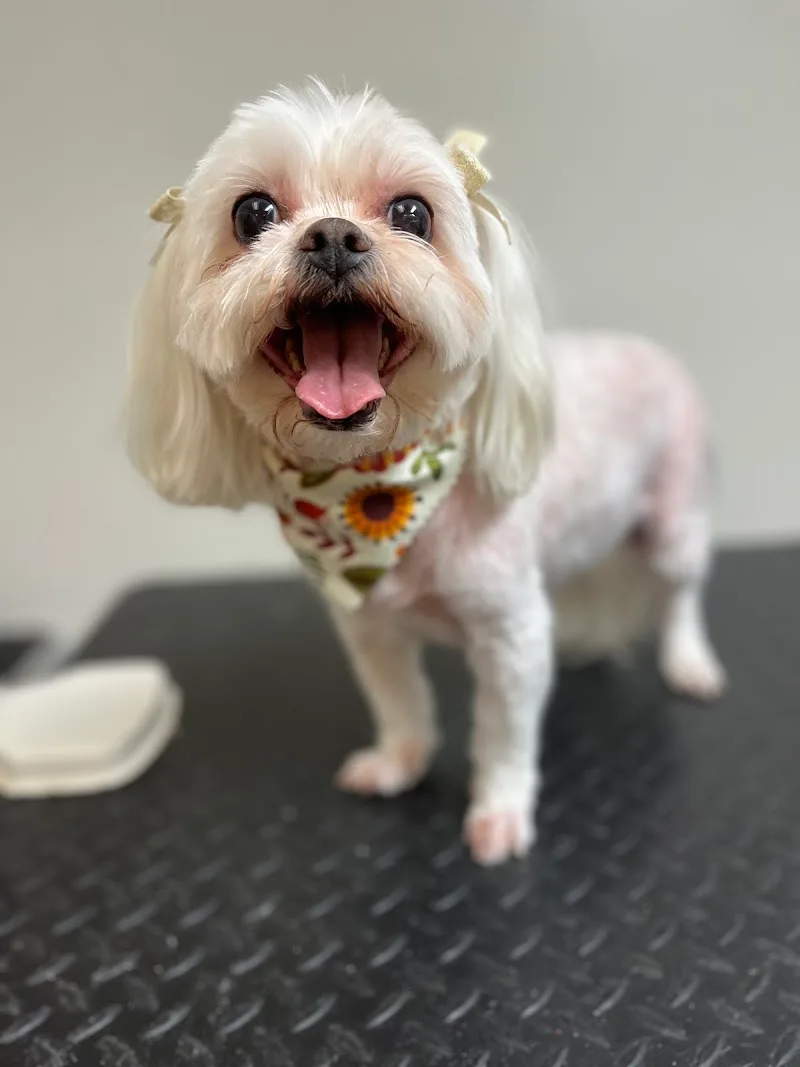 Perfectly Posh Pets LLC (TF)