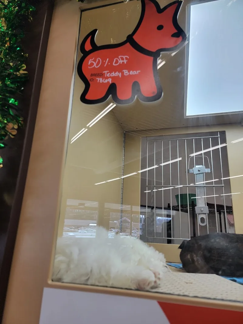 Petland Inc (LU)