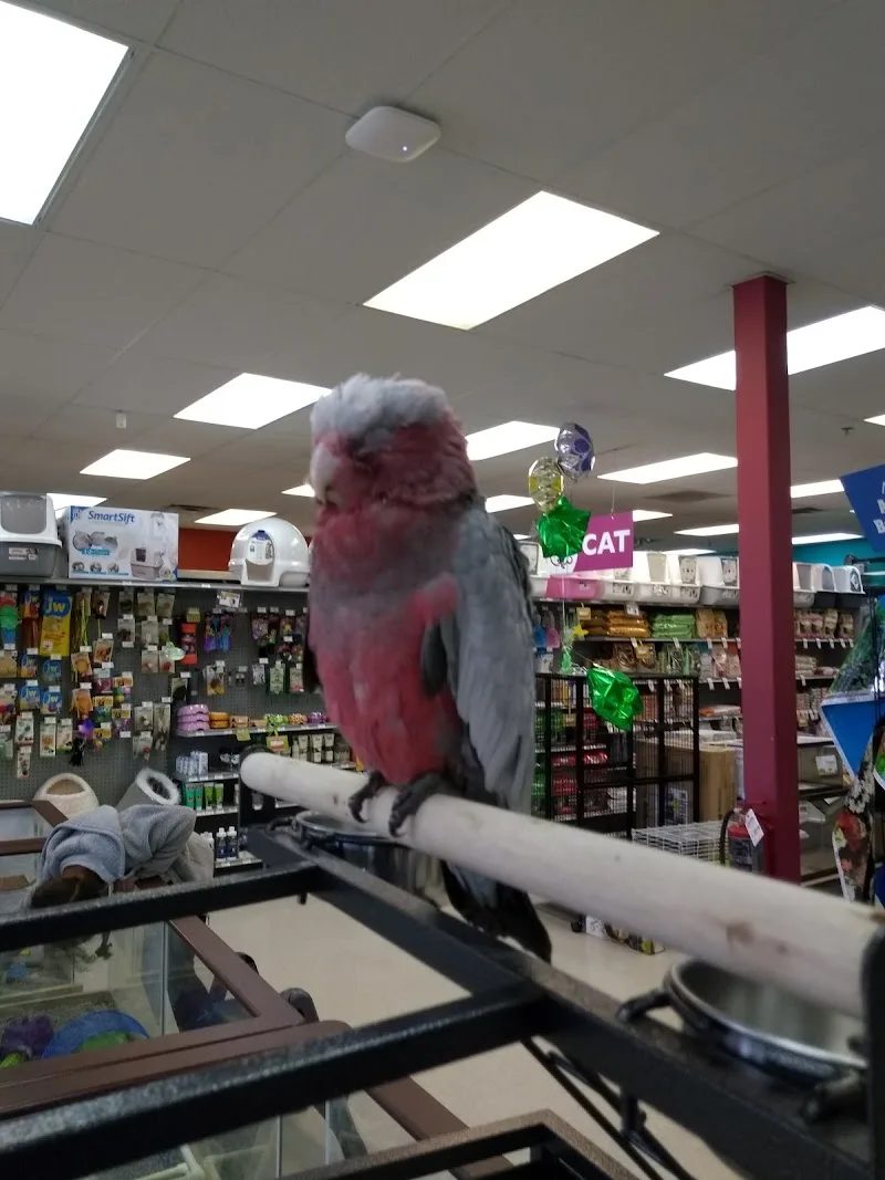 Petland Inc (LU)