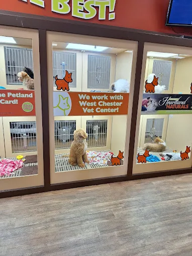 Petland Inc (LU)