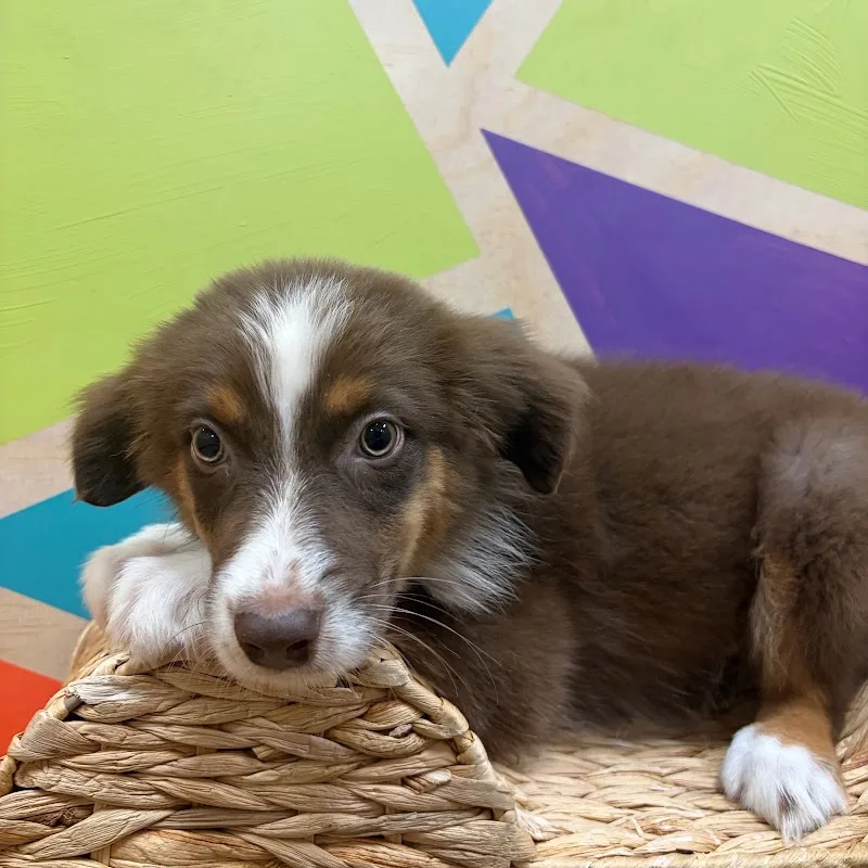 Petland Wichita West (FP)