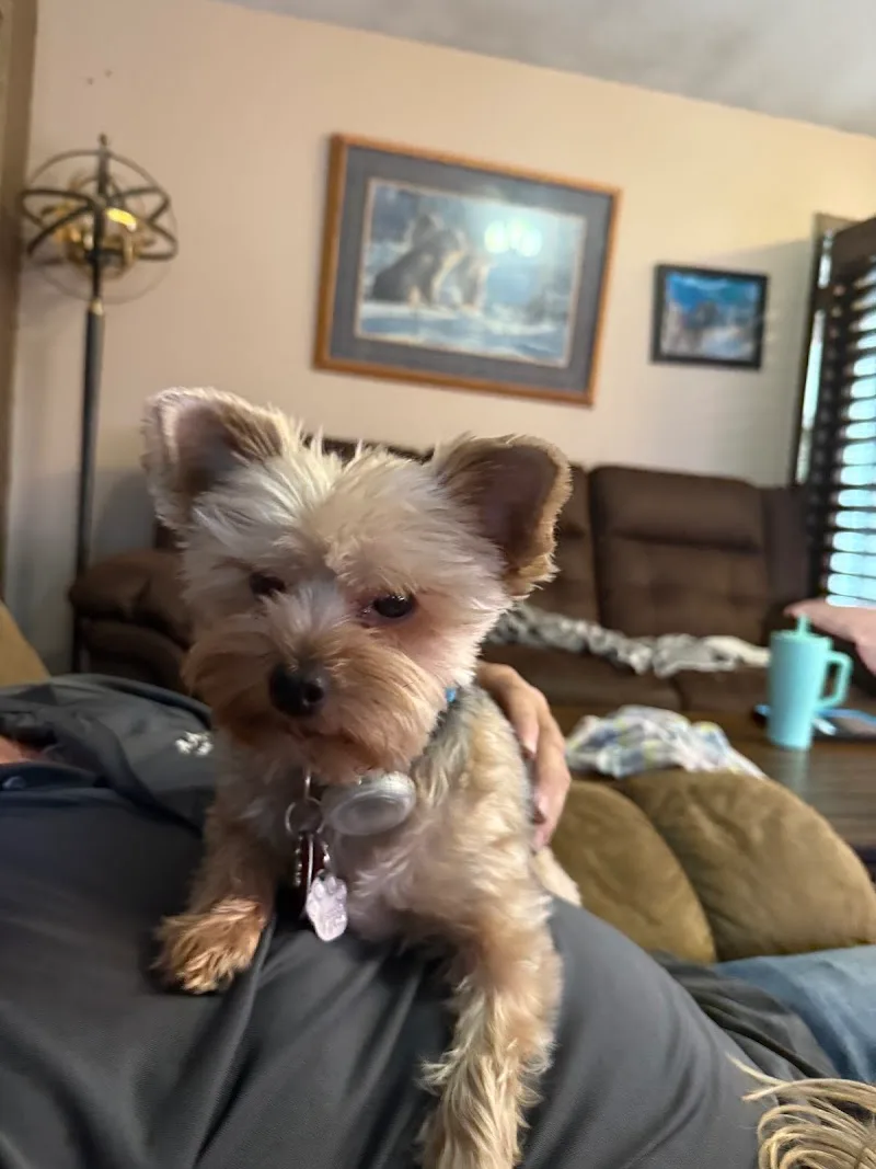 Plenty of Puppies Limited (TF)