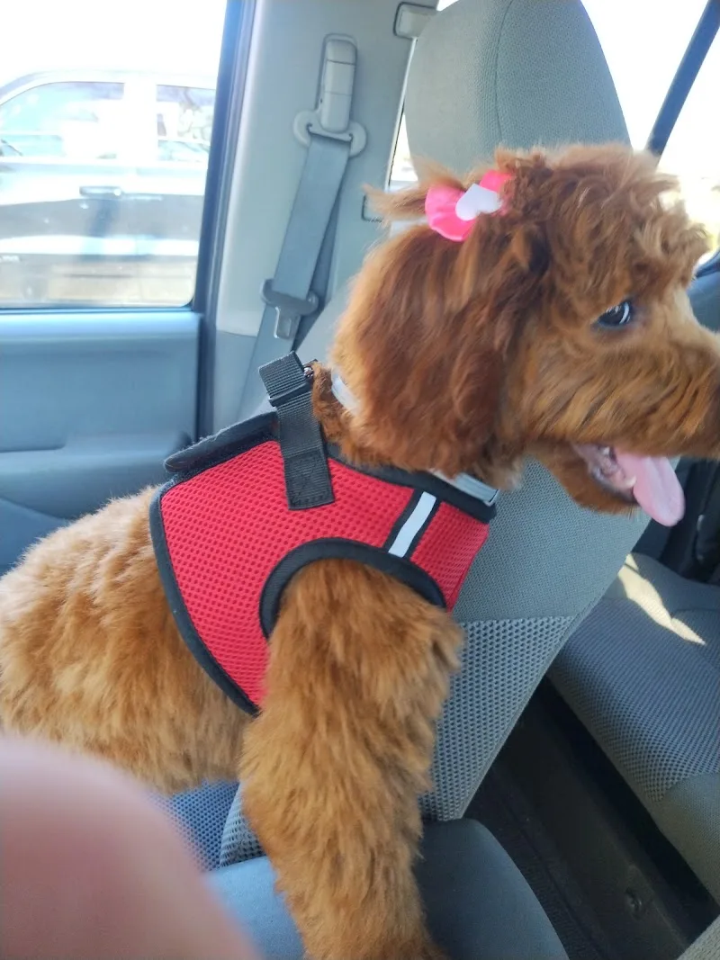 Pooches Of Largo Inc (FP)