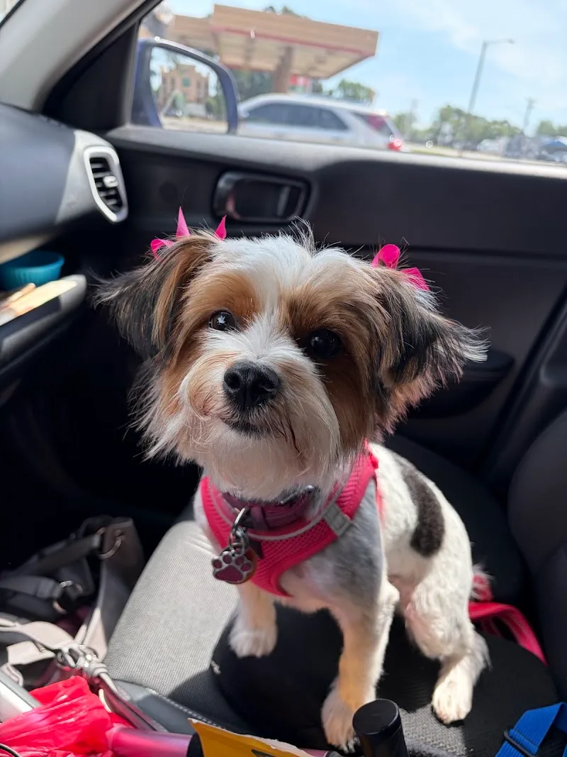 Pooches Of Tyler (FP)