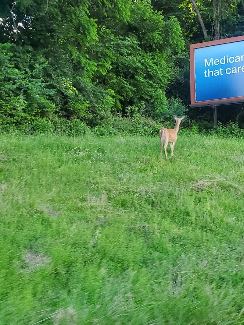 Prenlyn IV