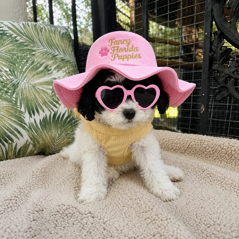 Pretty Poochies Puppies LLC