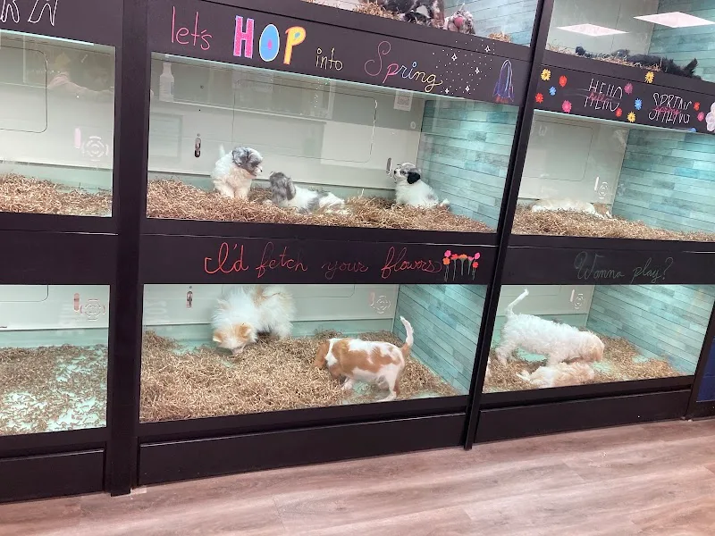 Puppy Dreams- Pantego