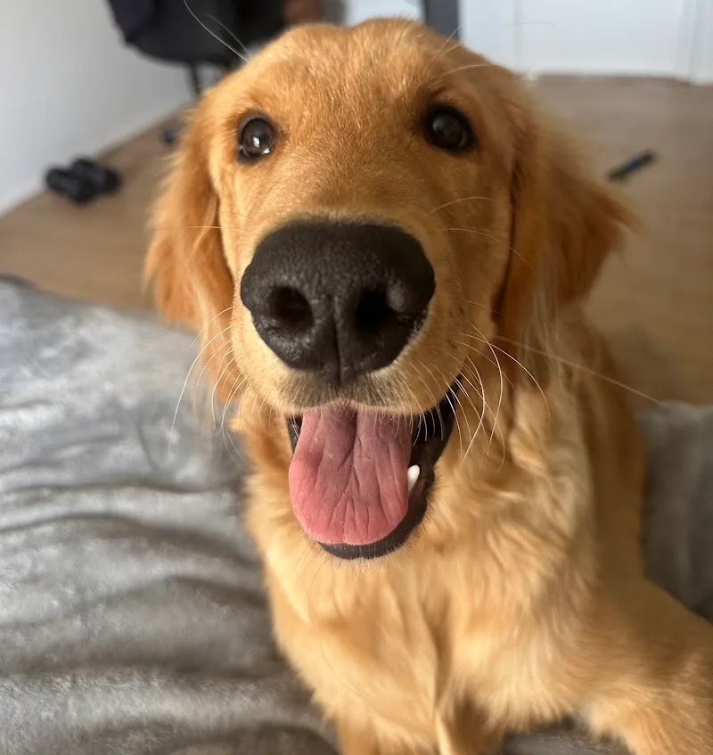 Quality Puppies USA (TF)