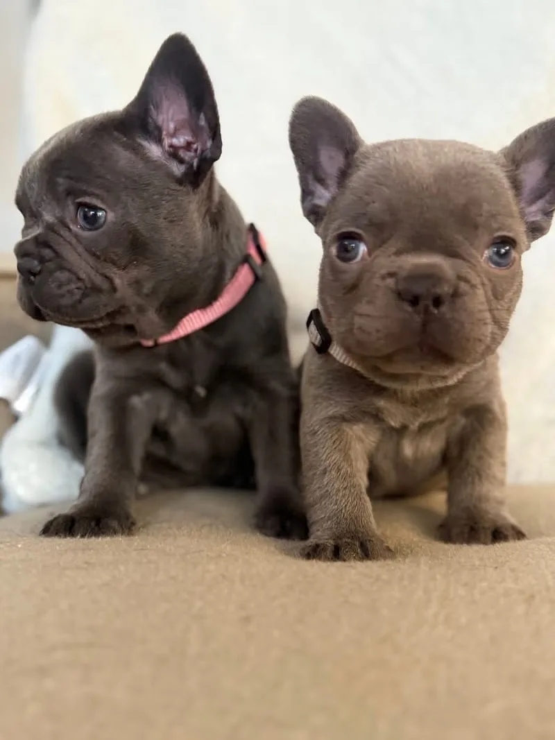 Ruff it Up Frenchies for Life LLC