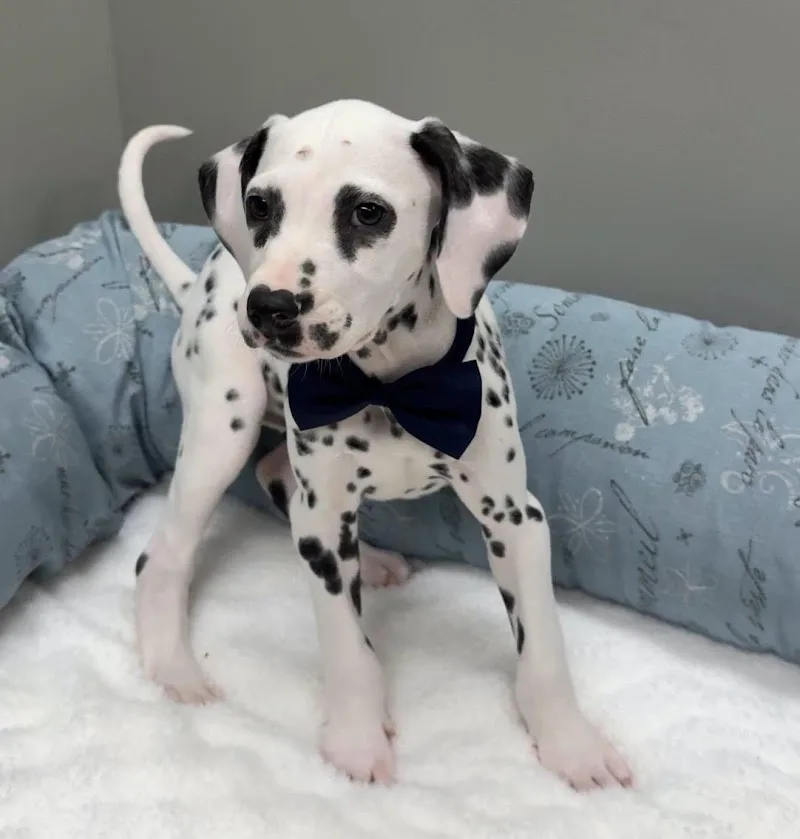 Sales Net Pets LLC