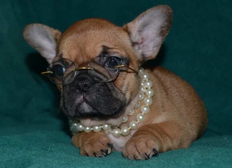 Show Me Bulldogs LLC (TF)