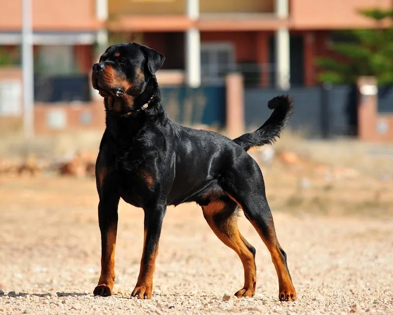 Shultz K9 Enforcement Inc