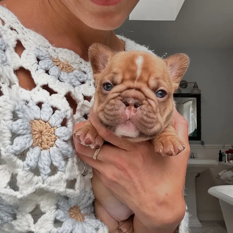 Sunshine Frenchies LLC (TF)