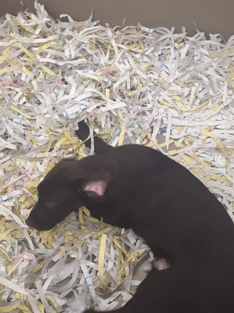 The Perfect Puppy LLC