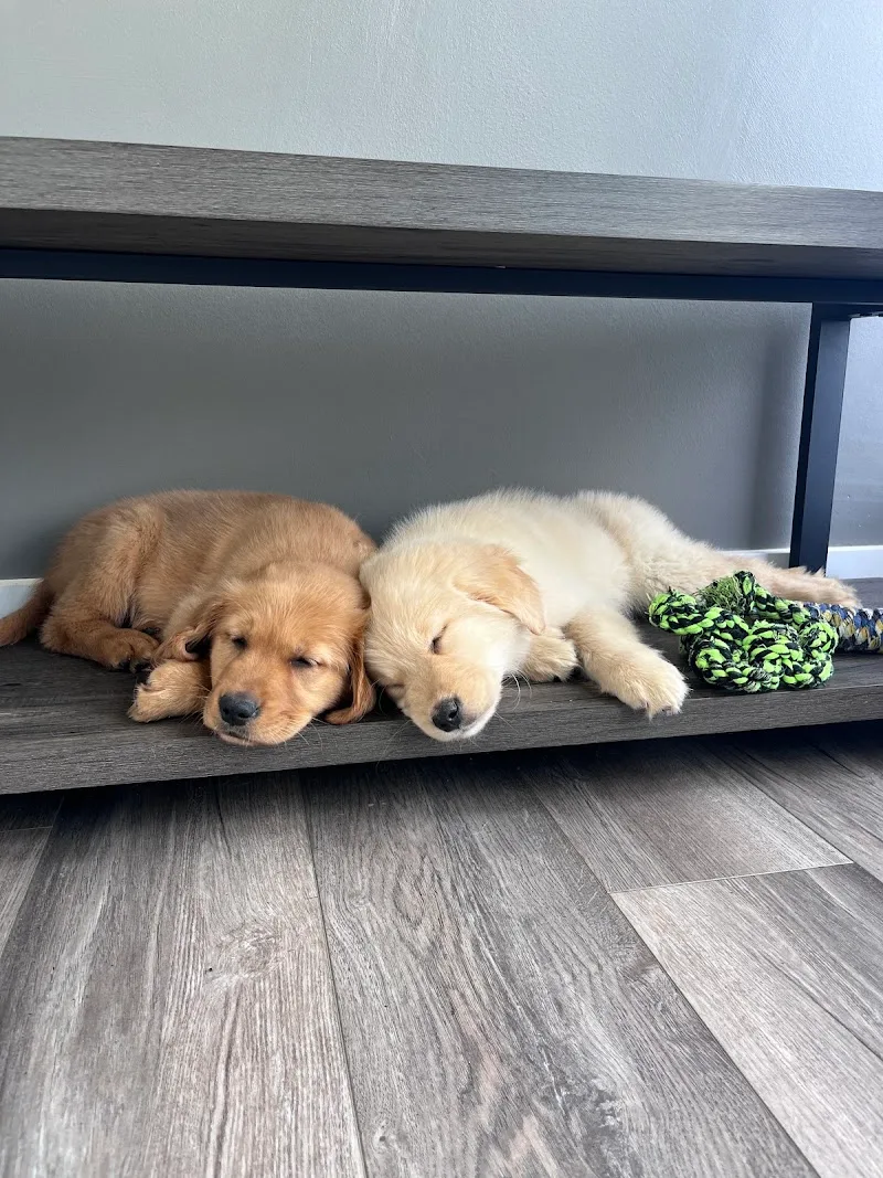 The Puppy Emporium LLC