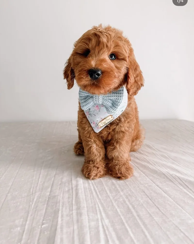 The Puppy Lodge LLC (TF)