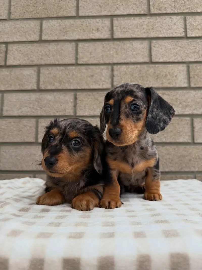 World Class Dachshunds LLC